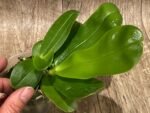 Fragrant - Phalaenopsis violacea Indigo x sib DOUBLE PLANT (3” Pot) - Image 2