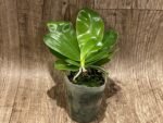 Fragrant - Phalaenopsis violacea Indigo x sib DOUBLE PLANT (3” Pot) - Image 4