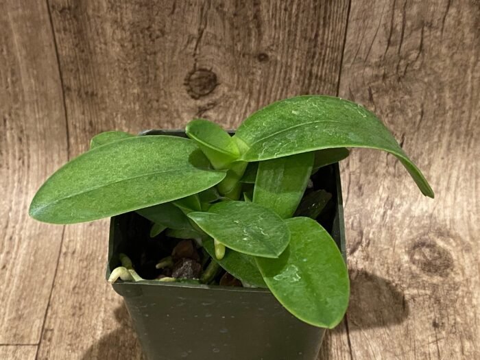 Triple Plants Doritis champorensis × sib ( Phalaenopsis) (3.5" pot) - Image 4