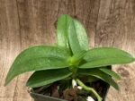 Triple Plants Doritis champorensis × sib ( Phalaenopsis) (3.5" pot) - Image 6