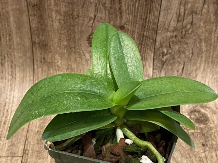 Triple Plants Doritis champorensis × sib ( Phalaenopsis) (3.5" pot) - Image 6
