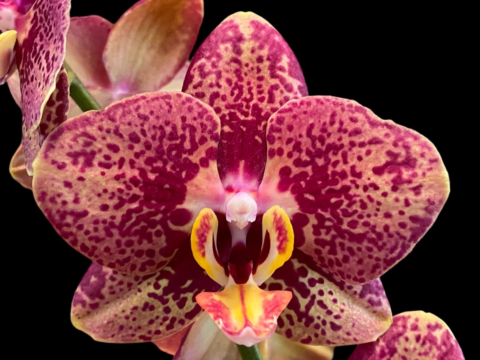 il_fullxfull.5859982951_gnvh.jpg Phalaenopsis Sogo Rondini (3" pot) - Image 1