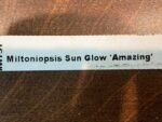 Miltoniopsis Sun Glow ‘Amazing’ (3.5" Pot) - Image 6
