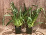 Miltoniopsis Sun Glow ‘Amazing’ (3.5" Pot) - Image 2