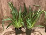 Miltoniopsis Sun Glow ‘Amazing’ (3.5" Pot) - Image 3