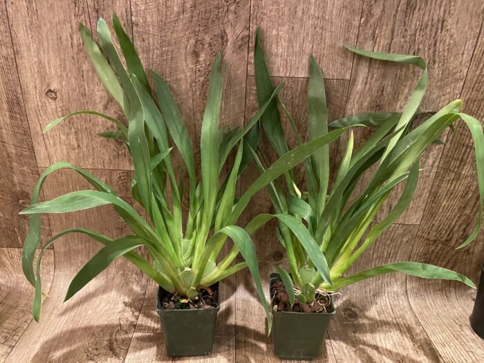 Miltoniopsis Sun Glow ‘Amazing’ (3.5" Pot) - Image 3