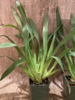 Miltoniopsis Sun Glow ‘Amazing’ (3.5" Pot) - Image 4