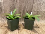 Double Plants Doritis champorensis × sib ( Phalaenopsis) (3.5" pot) - Image 3