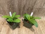 Double Plants Doritis champorensis × sib ( Phalaenopsis) (3.5" pot) - Image 4