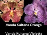 Vanda Kultana Orange x V. Kultana Violetta (Blooming Size, 3.5” Pot)