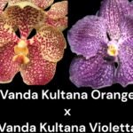 Vanda Kultana Orange x V. Kultana Violetta (Blooming Size, 3.5” Pot)