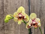 Double Spikes Phalaenopsis I-Hsin Picachu Peloric (4.5" pot) - Image 3