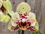 Double Spikes Phalaenopsis I-Hsin Picachu Peloric (4.5" pot) - Image 4