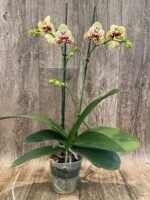 Double Spikes Phalaenopsis I-Hsin Picachu Peloric (4.5" pot) - Image 6