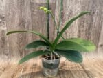 Double Spikes Phalaenopsis I-Hsin Picachu Peloric (4.5" pot) - Image 8