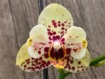 Double Spikes Phalaenopsis I-Hsin Picachu Peloric (4.5" pot) - Image 5