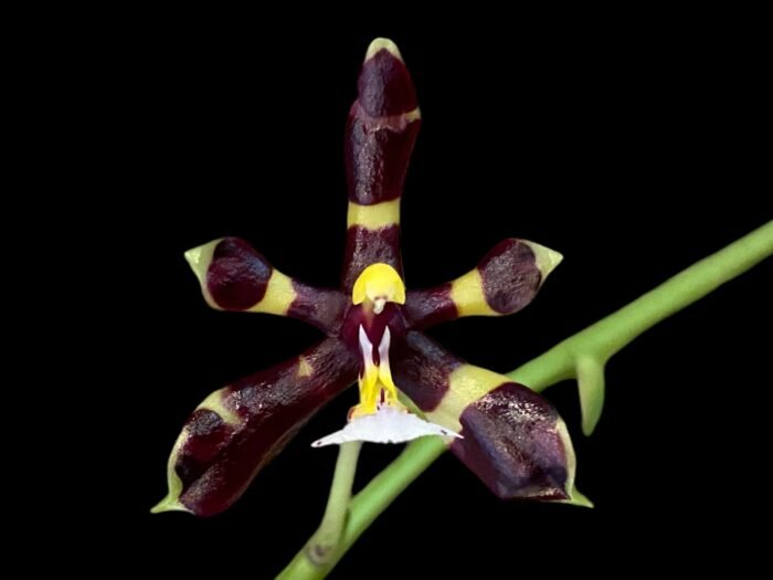 Fragrant - Phalaenopsis mannii x sib (3” Pot) - Image 1