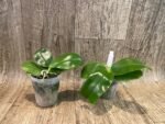 Fragrant - Phalaenopsis Samera var. blue (3” Pot) - Image 2