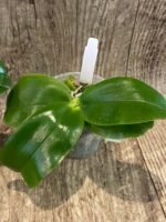 Fragrant - Phalaenopsis Samera var. blue (3” Pot) - Image 5