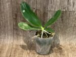 Fragrant Phalaenopsis amboinensis (3” Pot) - Image 3