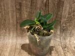 Fragrant - Double Plants Phalaenopsis (Sedirea) japonica × sib (3” pot) - Image 3