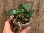 Fragrant - Double Plants Phalaenopsis (Sedirea) japonica × sib (3” pot) - Image 4