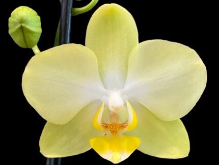 Double Spikes Phalaenopsis Dtps. Brother Pico Pierrot (3.5" pot)