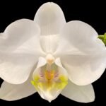 Phalaenopsis Dtps I-Hsin Polar Bear (3.5” pot)