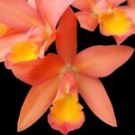Cattlianthe Caribbean Treat (Trick or Treat x Caribbean) (2.5” pot)