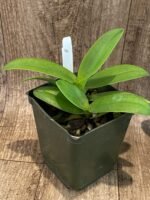 Double Plants Doritis champorensis × sib ( Phalaenopsis) (3.5" pot) - Image 5