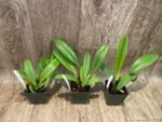Bulbophyllum cercanthum × medusae (3” Pot) - Image 3