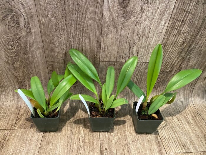 Bulbophyllum cercanthum × medusae (3” Pot) - Image 3
