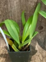 Bulbophyllum cercanthum × medusae (3” Pot) - Image 6