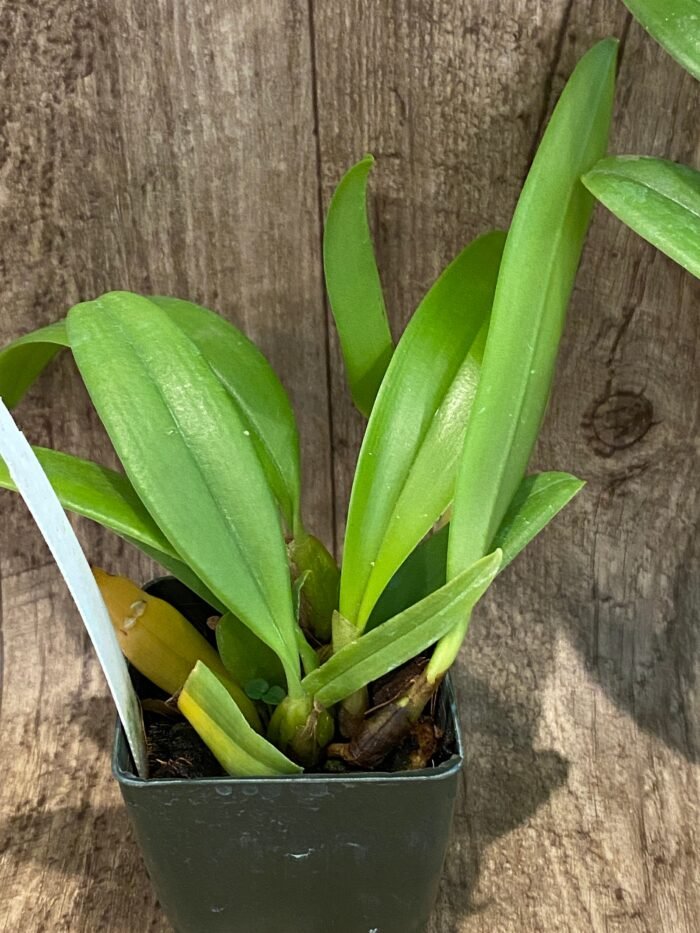 Bulbophyllum cercanthum × medusae (3” Pot) - Image 6