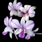 Dendrobium Popeye (3.5” pot)