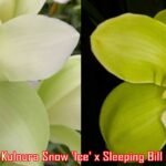 Cymbidium Kulnura Snow 'Ice' x Sleeping Bill Bailey 'Alba' (5" pot)