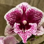 Phalaenopsis lost tag, previously bloom (3” Pot)