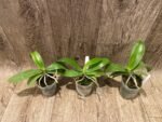 Fragrant - Phalaenopsis mannii x sib (3” Pot) - Image 4