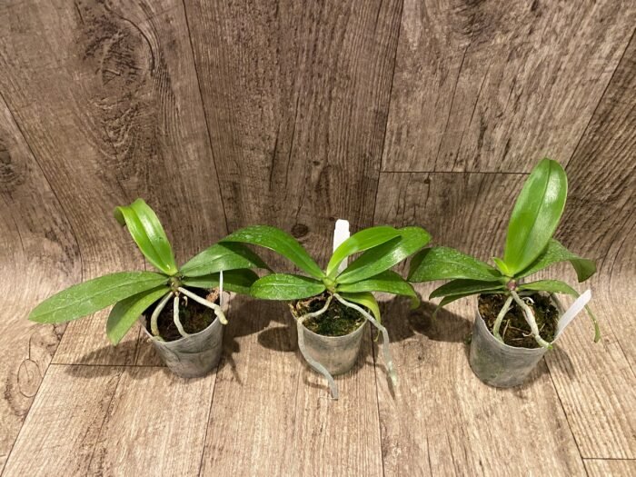 Fragrant - Phalaenopsis mannii x sib (3” Pot) - Image 4