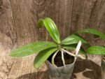 Fragrant - Phalaenopsis mannii x sib (3” Pot) - Image 5