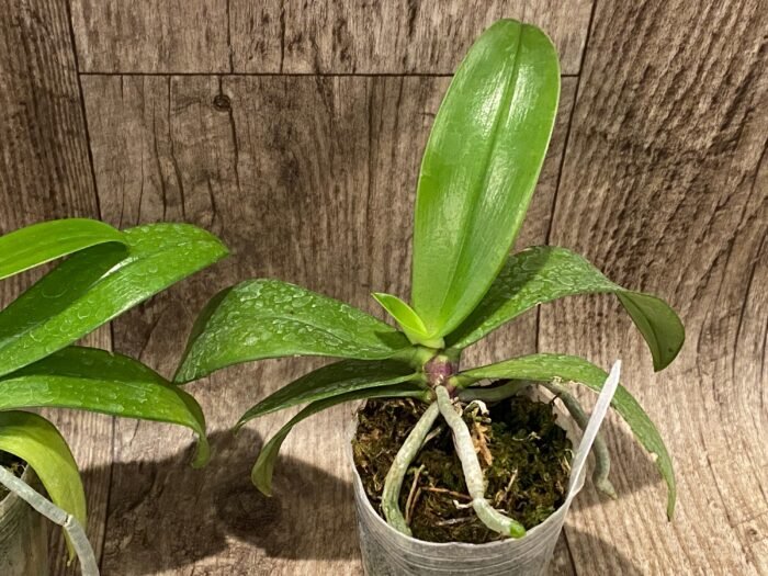 Fragrant - Phalaenopsis mannii x sib (3” Pot) - Image 7
