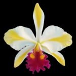 Rth. Fu Shu Glory 'Happy Holiday' (2.5” pot)