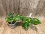Fragrant - Phalaenopsis Samera var. blue (3” Pot) - Image 3
