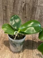 Fragrant - Phalaenopsis Samera var. blue (3” Pot) - Image 4