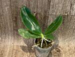 Fragrant Phalaenopsis amboinensis (3” Pot) - Image 2