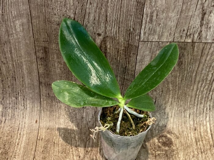 Fragrant Phalaenopsis amboinensis (3” Pot) - Image 2