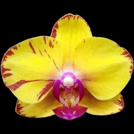 il_fullxfull.5932435320_ihpj.jpg Phalaenopsis Sweet Girl (3” Pot) - Image 1