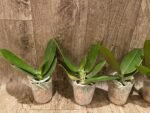 Phalaenopsis Sweet Girl (3” Pot) - Image 4