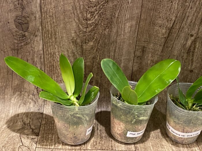 Fragrant - Phalaenopsis Samera var. blue x sib (3” Pot) - Image 4