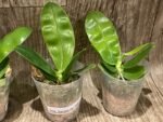 Fragrant - Phalaenopsis Samera var. blue x sib (3” Pot) - Image 6